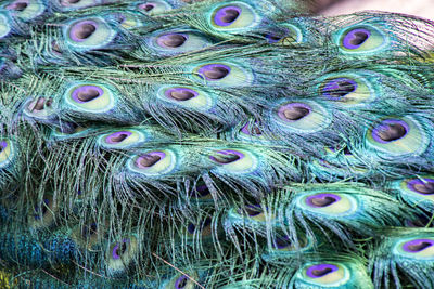 Close-up of peacock