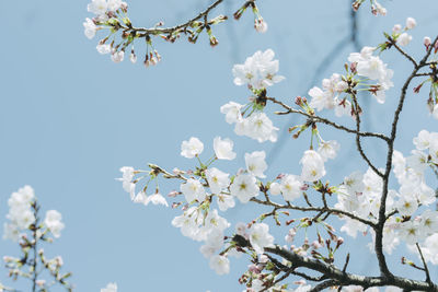 Close-up of white flowers on branch of tree against sky