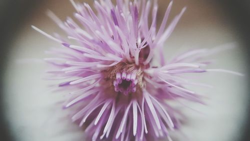 Close-up of purple flower