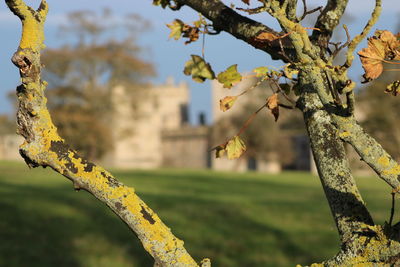 Close-up of lichen growing on tree against sky