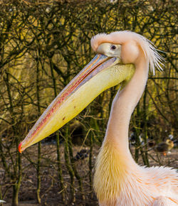 Close-up of a bird