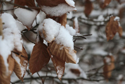 Close-up of frozen leaves during winter