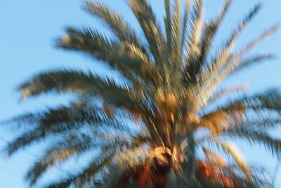 Low angle view of palm tree against sky