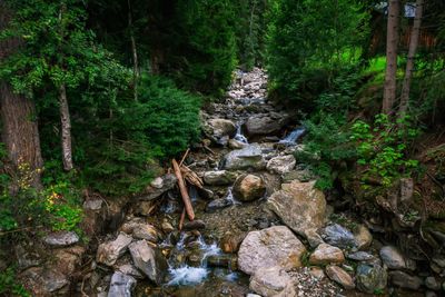 Scenic view of forest
