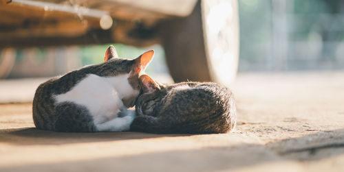 Close-up of a cat sleeping