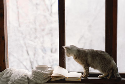 Grey cat sitting on the windowsill and cup of hot tea and an open book with a sweater on windowsill