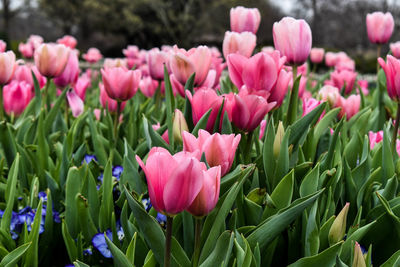 Close-up of pink tulips in field