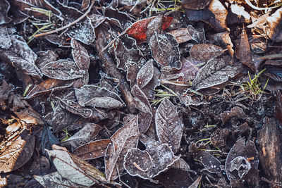 High angle view of dry leaves on field during autumn