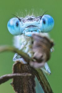 Close-up of blue dragonfly on leaf