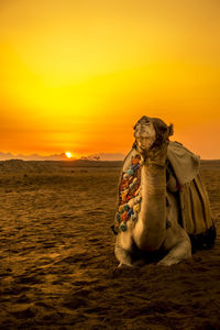 Camel sitting on sand in desert against clear sky during sunset