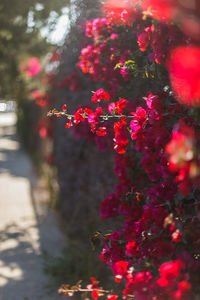 Close-up of red flowers blooming on tree