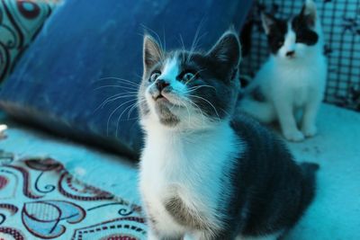 Close-up of kitten looking away