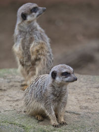 Lion looking away on field