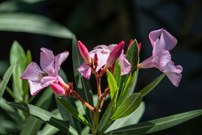 Close-up of pink flowering plant