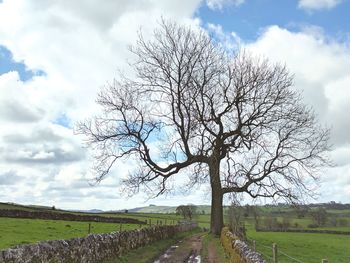 Low angle view of tree on field against sky