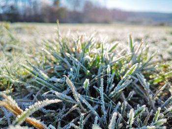 Close-up of frozen plant on field