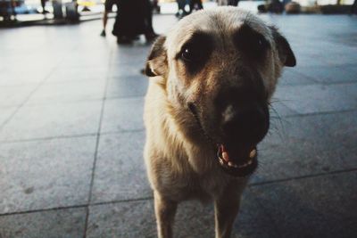 Dog looking away