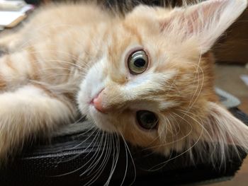 Close-up portrait of a cat