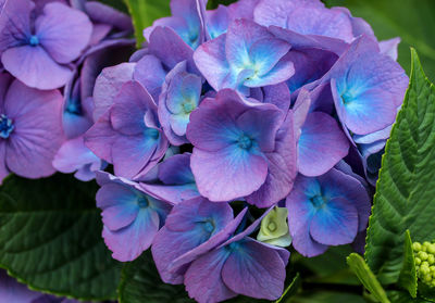 Close-up of purple flowers blooming outdoors