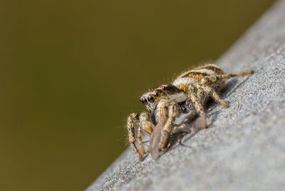 Close-up of spider