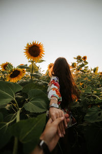 Cropped image of man holding woman hands standing amidst sunflowers