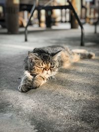 Cat sleeping on street