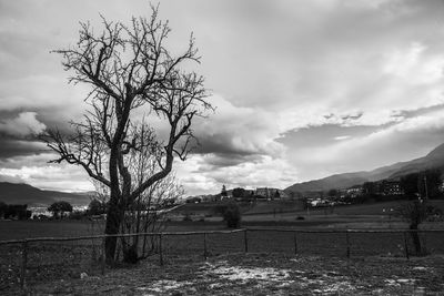 Bare tree on field against sky