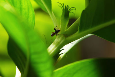 Close-up of ant on leaf