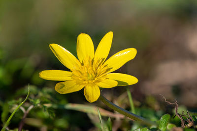 Close-up of yellow flowering plant