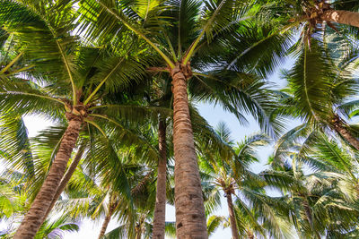 Low angle view of palm trees against sky