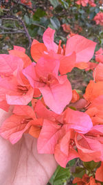 Close-up of pink bougainvillea plant