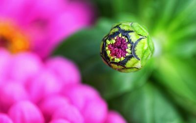 Close-up of pink flowering plant