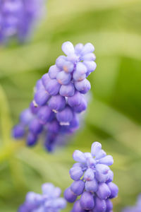 Close-up of purple flowering plant in park