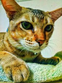 Close-up portrait of cat