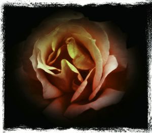 Close-up of rose against black background