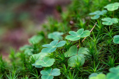 Close-up of small plant growing on field