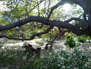 View of a tree in the forest