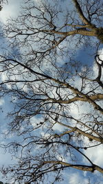 Low angle view of tree against sky