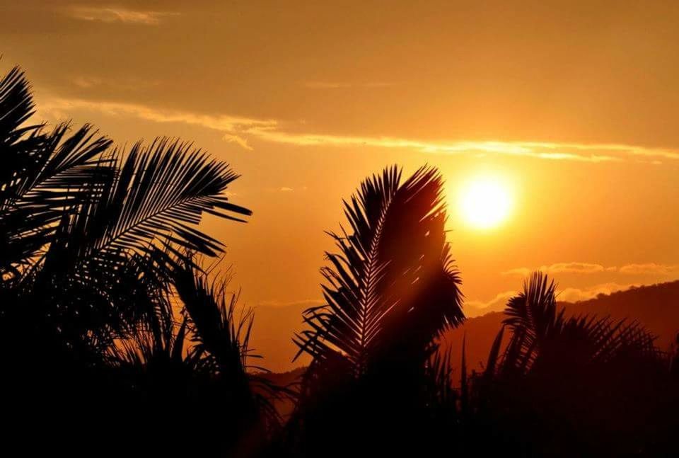 sunset, sky, nature, scenics, dramatic sky, tranquility, palm tree, beauty in nature, no people, outdoors, growth, tree, cloud - sky, sunlight, tranquil scene, silhouette, plant, day, close-up