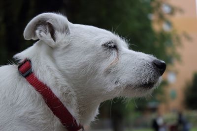 Close-up of dog looking away