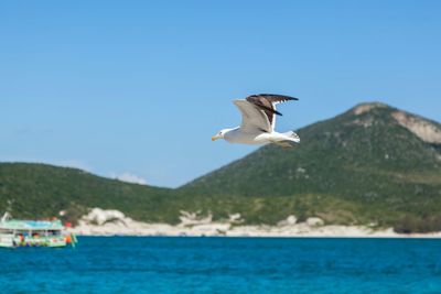 Seagull flying over sea against clear sky