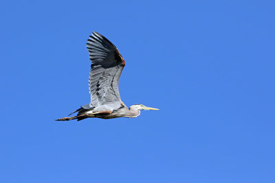 Low angle view of seagull flying against clear blue sky