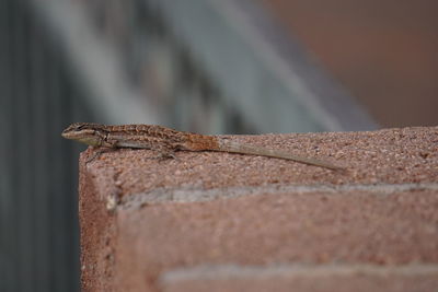 Close-up of lizard on wall
