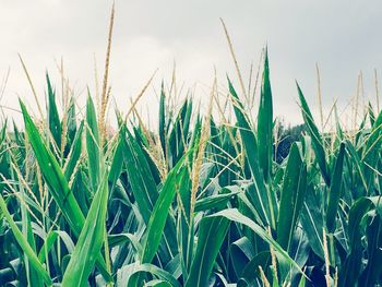 Close-up of fresh green plants on field against sky