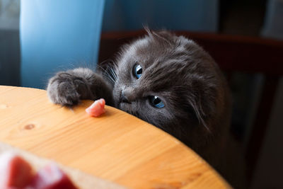 Close-up portrait of a cat