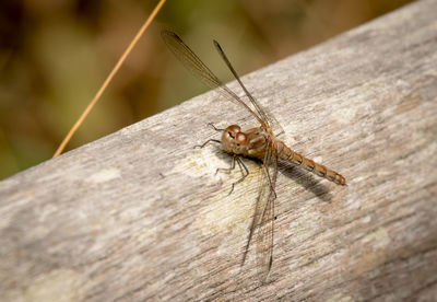 Close-up of dragonfly on wood