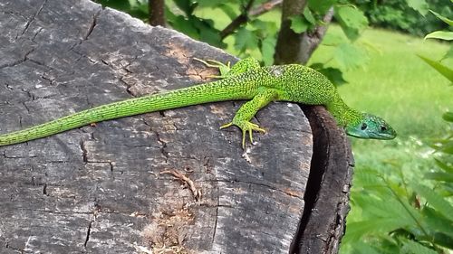 Close-up of lizard on tree