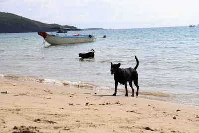 Dog on beach