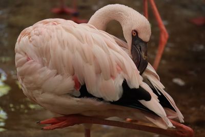 Close-up of duck