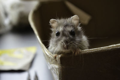 Portrait of mouse in box